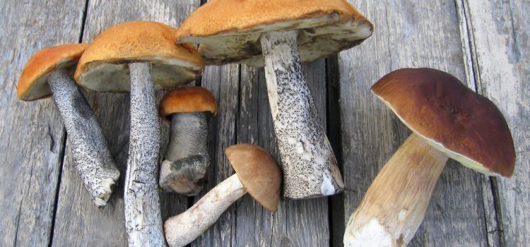 Лето — пора сбора грибов. Роспотребнадзор дает рекомендации, как не отравиться грибами.