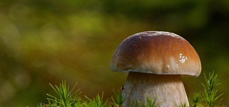 Чем полезен белый гриб?